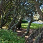 Take a quiet walk along the trees | Amelia Surf and Racquet Club