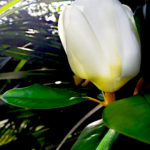 magnolia