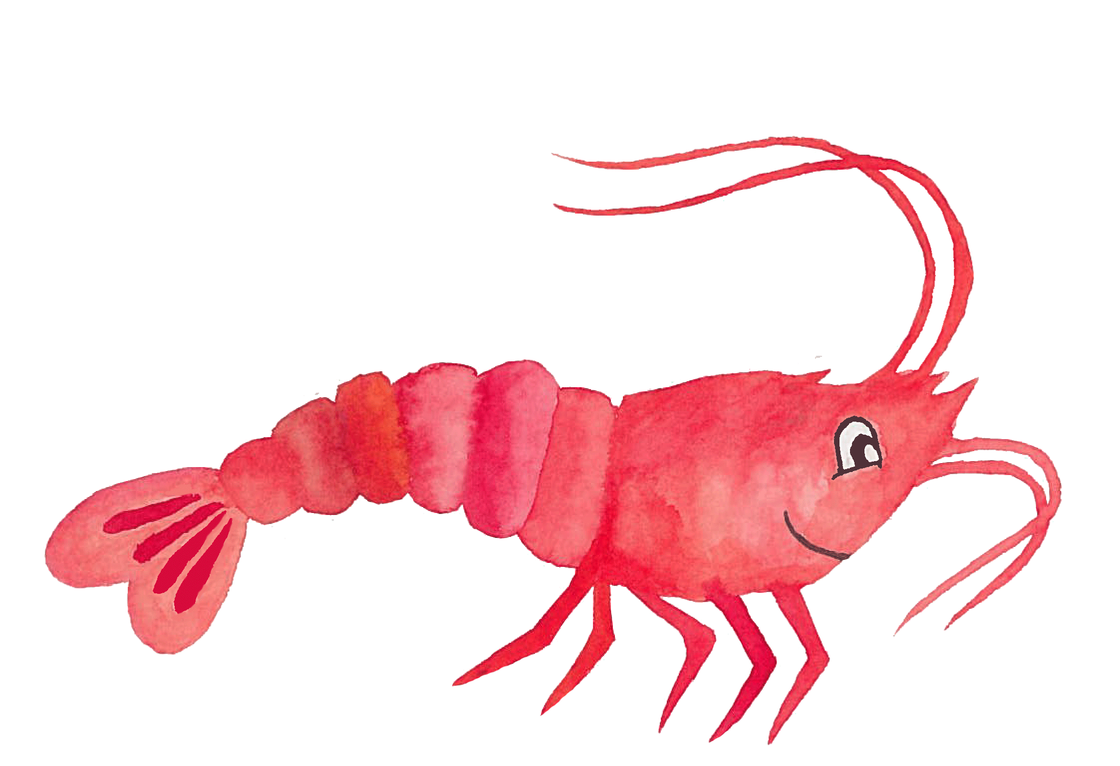 Stanley-the-shrimp